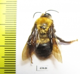 Hymenoptera sp.  Colombia - INSECTS-STORE.RU