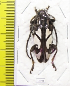 Calothyrza margaritifera  Thailand - INSECTS-STORE.RU