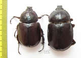 Haploscapanes barbarossa, pair  Australia - INSECTS-STORE.RU