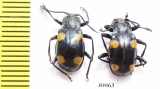 Endomychidae sp.  Philippines - INSECTS-STORE.RU