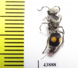 Mutillidae sp.  Colombia - INSECTS-STORE.RU