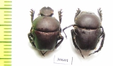 Gymnopleurus sp.  Zambia - INSECTS-STORE.RU
