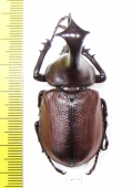 Golofa claviger  Peru 51mm - INSECTS-STORE.RU