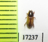 Aphodius kisilkumi  Kazakhstan - INSECTS-STORE.RU