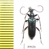 Anoplodera cyanea  Russia, Far East - INSECTS-STORE.RU