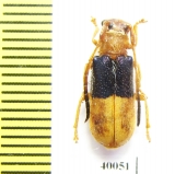 Bacchisa guerryi  Laos - INSECTS-STORE.RU