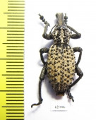 Curculionidae sp.  South Africa Rep. - INSECTS-STORE.RU