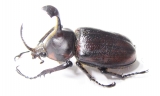 Golofa pizarro  Mexico 45mm - INSECTS-STORE.RU