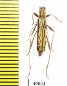 Hayashiclytus acutivittis  Russia, Far East - INSECTS-STORE.RU