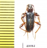 Phymatodes testaceus  Russia, Far East - INSECTS-STORE.RU