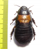 Blattodea sp.  South Africa Rep. - INSECTS-STORE.RU