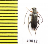 Alosterna diversipes  Russia, Far East - INSECTS-STORE.RU