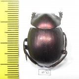 Anachalcos sp.  South Africa Rep. - INSECTS-STORE.RU