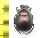 Anachalcos sp.  South Africa Rep. - INSECTS-STORE.RU