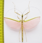 Necroscia annulipes  Malaysia  85mm - INSECTS-STORE.RU