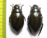 Hydrophilus sp., pair  China - INSECTS-STORE.RU