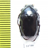 Bisallardiana variabilis  Australia - INSECTS-STORE.RU