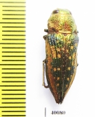 Buprestidae sp.  Argentina - INSECTS-STORE.RU