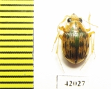 Omophron sp.  South Africa Rep. - INSECTS-STORE.RU