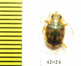 Omophron sp.  South Africa Rep. - INSECTS-STORE.RU