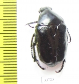 Aphanesthes pullata  Australia - INSECTS-STORE.RU