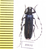 Agapanthia amurensis  Russia, Far East - INSECTS-STORE.RU