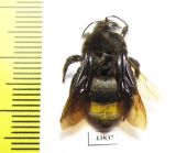 Hymenoptera sp.  Colombia - INSECTS-STORE.RU