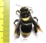 Hymenoptera sp.  Colombia - INSECTS-STORE.RU