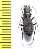 Dromica sp., female  South Africa Rep. - INSECTS-STORE.RU