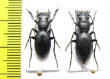 Omus californicus lecontei, pair  USA - INSECTS-STORE.RU