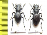 Omus cazieri, pair  USA - INSECTS-STORE.RU