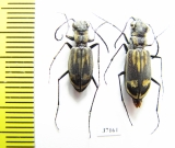 Cicindelinae sp., pair  Zambia - INSECTS-STORE.RU
