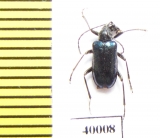 Dinoptera minuta  Russia, Far East - INSECTS-STORE.RU