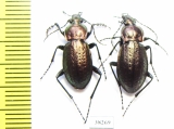 Carabus (Eucarabus) arvensis, pair  Russia, Kaluga reg. - INSECTS-STORE.RU