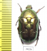 Protaetia fieberi  Russia, Voronezh reg. - INSECTS-STORE.RU