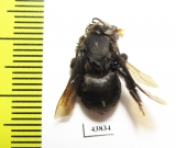 Hymenoptera sp.  Colombia - INSECTS-STORE.RU