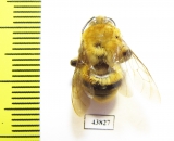 Hymenoptera sp.  Colombia - INSECTS-STORE.RU