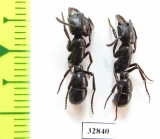 Formicidae sp.  South Africa Rep. - INSECTS-STORE.RU