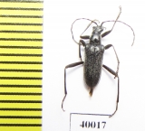 Euracmaeops septentrionis  Russia, Far East - INSECTS-STORE.RU