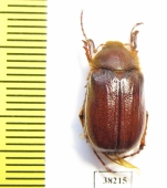 Rhizotrogus aequinoctialis  Russia, Volgograd reg. - INSECTS-STORE.RU