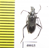 Euracmaeops septentrionis  Russia, Far East - INSECTS-STORE.RU