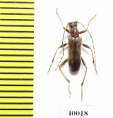 Pidonia alticollis  Russia, Far East - INSECTS-STORE.RU