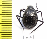 Adesmia gebleri  Kazakhstan - INSECTS-STORE.RU