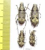 Anthribidae sp.  French Guiana - INSECTS-STORE.RU