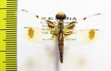Odonata sp.  India, Meghalaya - INSECTS-STORE.RU