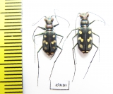 Cicindelidia hydrophoba taretana, pair  Mexico - INSECTS-STORE.RU