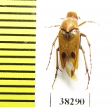 Ripiphoridae, Macrosiagon bimaculata  Russia, Volgograd reg. - INSECTS-STORE.RU