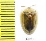 Chrysomelidae sp.  South Africa Rep. - INSECTS-STORE.RU