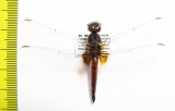 Odonata sp.  India, Assam - INSECTS-STORE.RU
