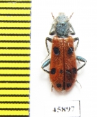 Trichodes octopunctatus  Spain - INSECTS-STORE.RU